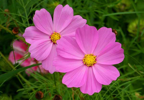 cores da flor