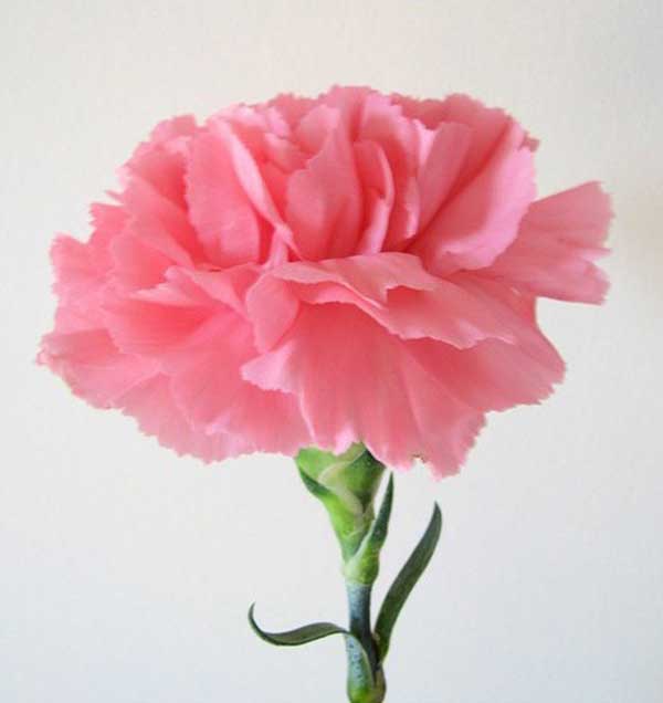 rosa claro
