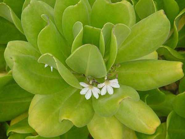 flores havaianas