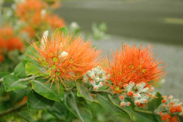 laranja