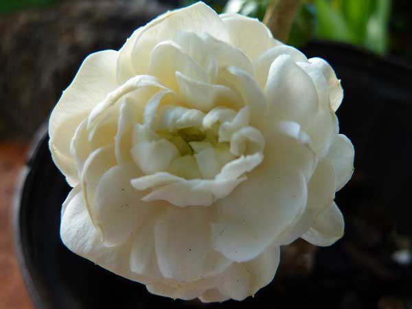 rosas brancas