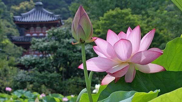 flores indianas