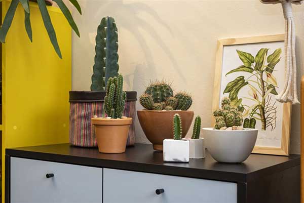 dicas de cactos para cultivar dentro de casa