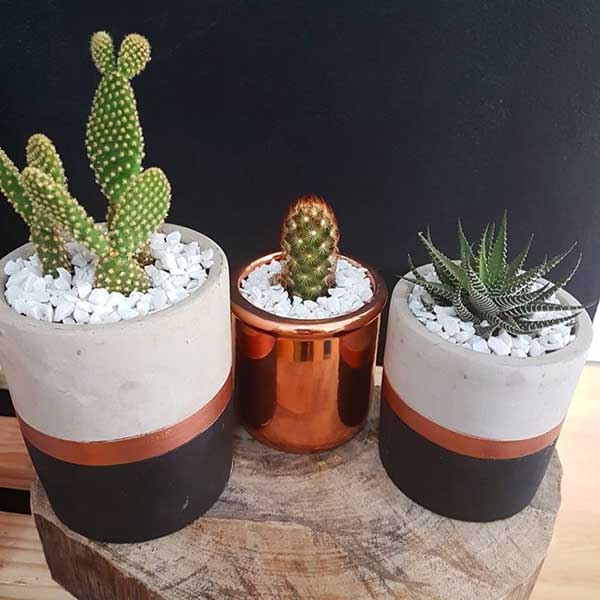 fotos de cactos