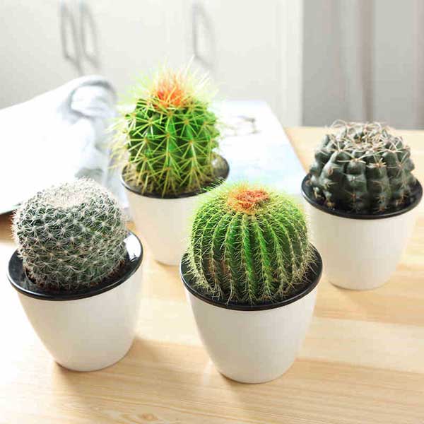 cactos para cultivar dentro de casa