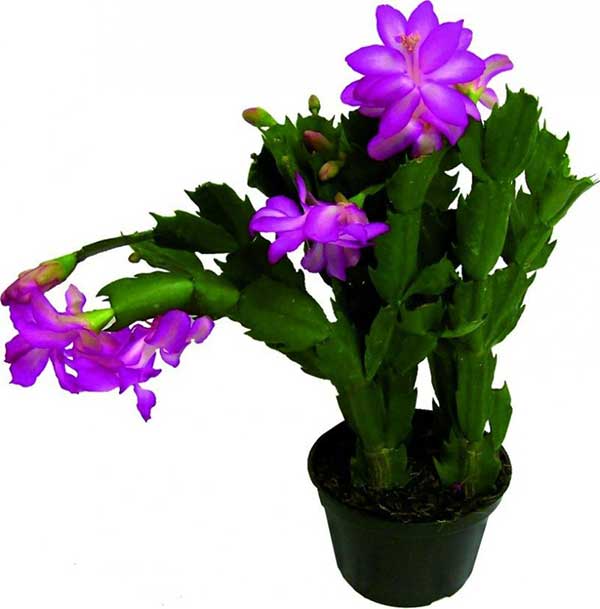 imagens de flor de maio