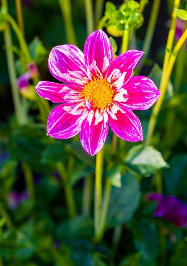 11 Dicas para Deixar Suas Flores mais Bonitas