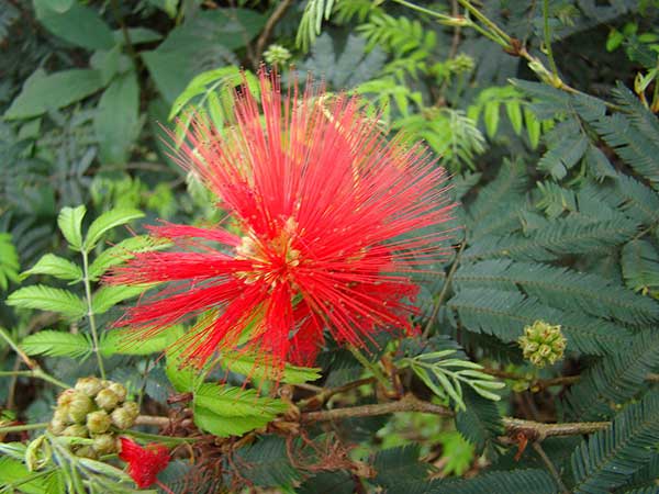 Uma planta muito popular no Rio Grande do Sul