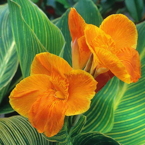 Cor laranja