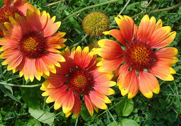 Familia Asteraceae Familia Asteraceae