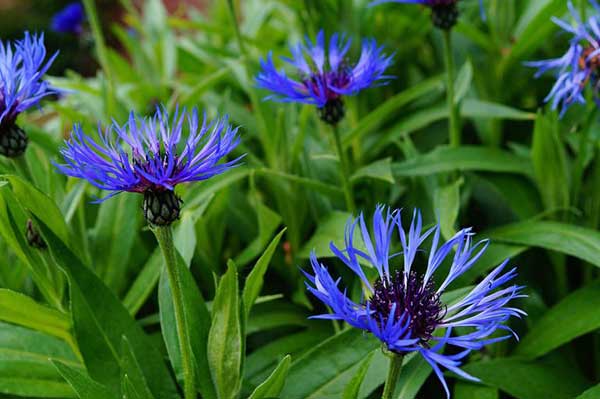 Centaurea Cyanus