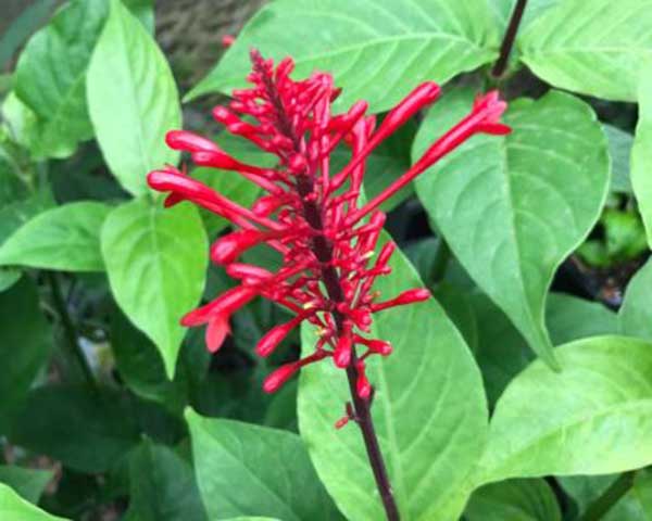 Como Plantar Odontonema e Atrair Borboletas e Beija-flores para o Jardim