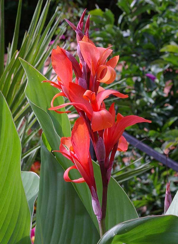 Imagens da flor