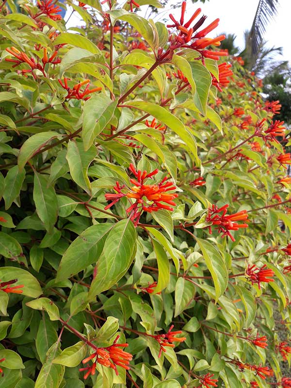 Uma flor nativa da caatinga brasileira