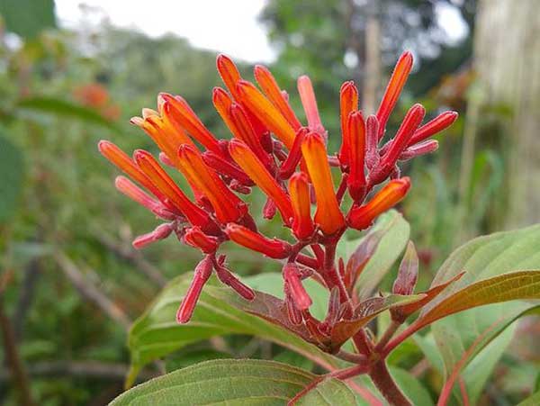 Aprenda abaixo como plantar essa flor