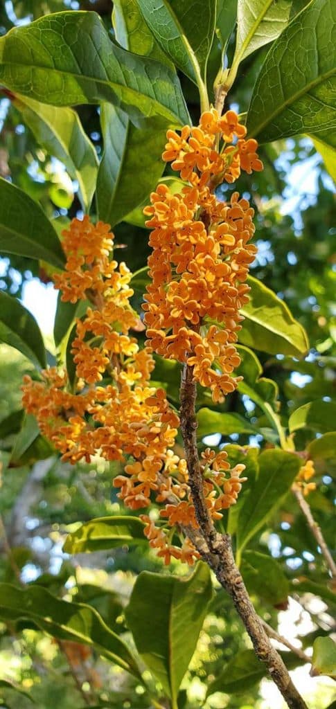 Osmanthus fragrans var. aurantiacus