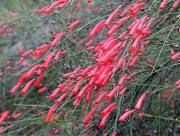 Russelia equisetiformis