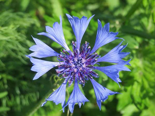 Cor violeta