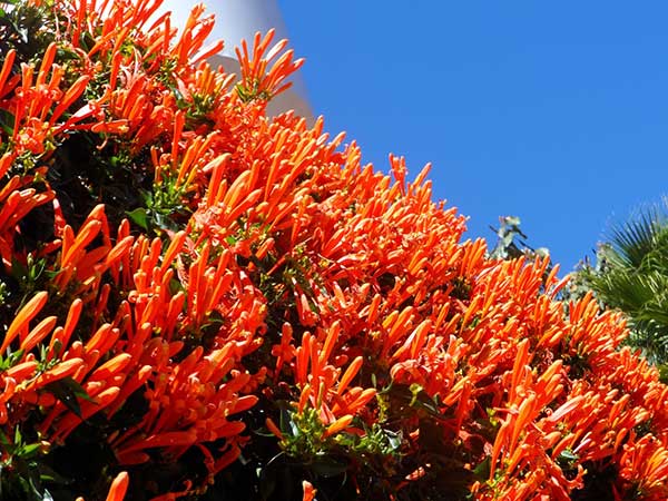 Imagens da planta