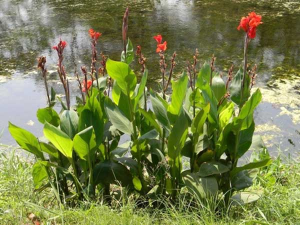 Canna indica