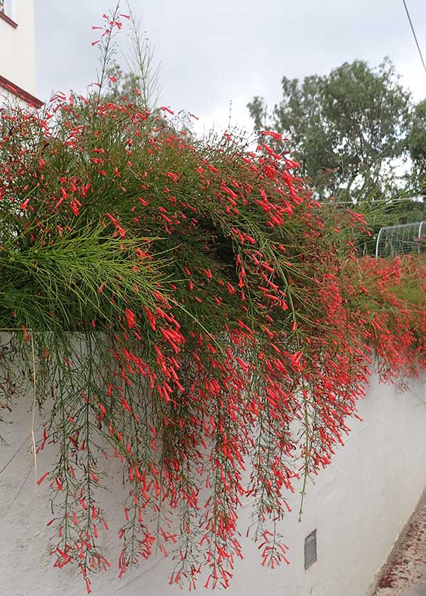 Para decorar um jardim