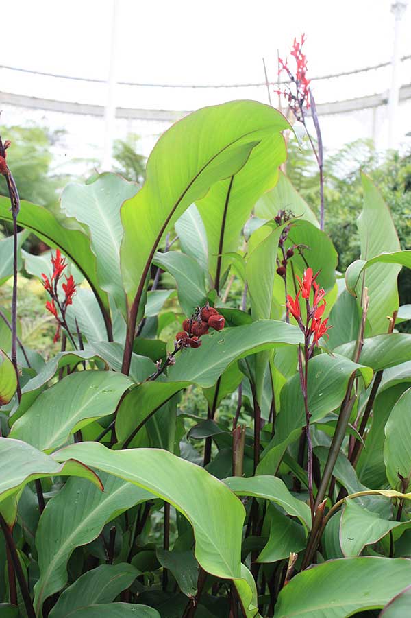 Fotos da planta
