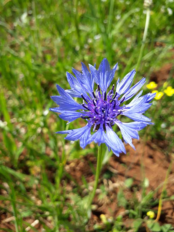 Uma flor que se destaca