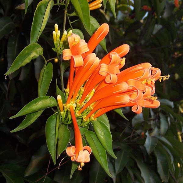 Flor laranja