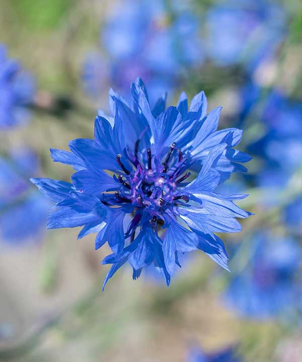 Cor azul