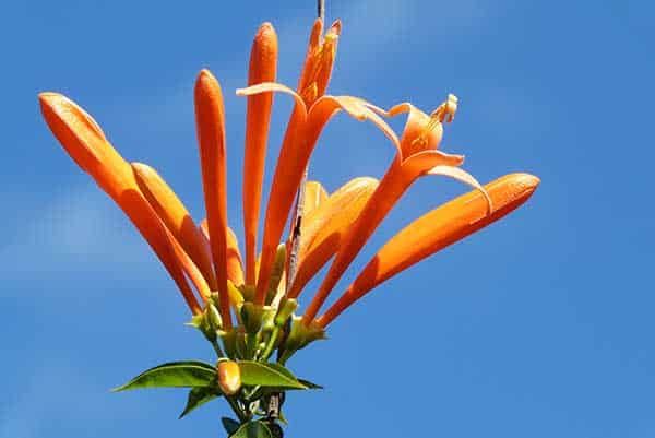 Uma excelente planta ornamental