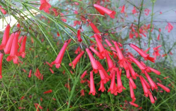 Ótima flor para cultivar no jardim