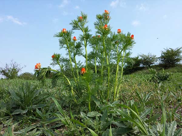 Adonis Aestivalis forma silvestre