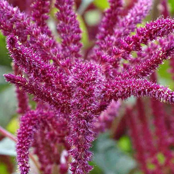 caruru Amaranthus
