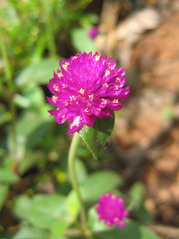 dicas de flores