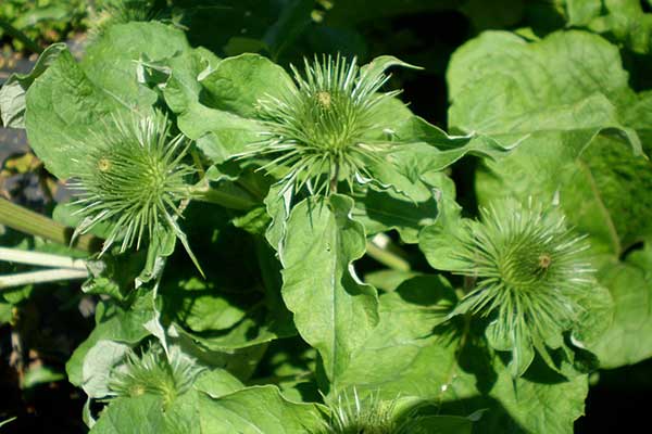 cor verde 1 uso medicinal