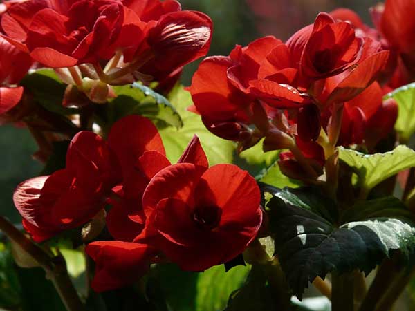 Nome científico Begonia elatior