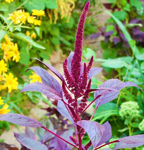 planta amaranto planta vermelha