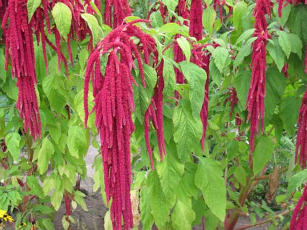 planta caruru cor vermelha