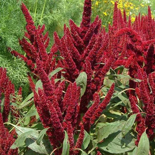 tipo erva daninha imagens de Amaranthus