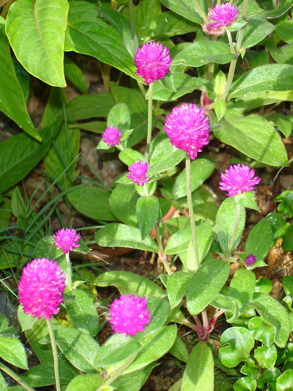 Gomphrena globosa
