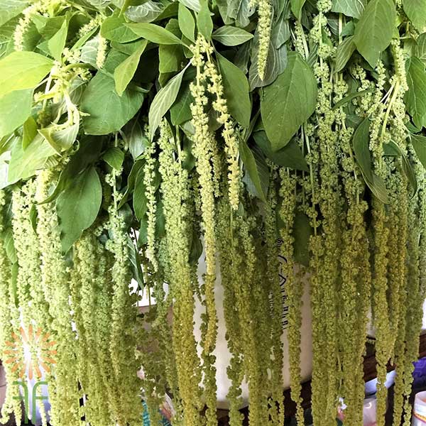 verde Amaranthus