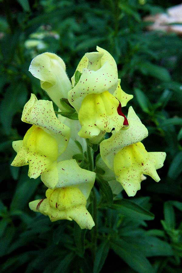 Fotos da Antirrhinum majus