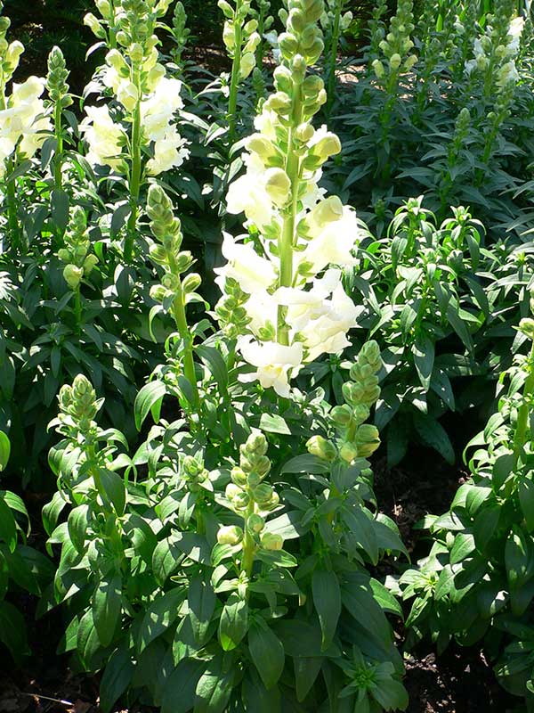 Antirrhinum majus