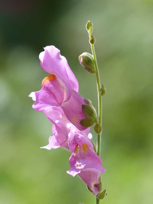 Antirrhinum majus