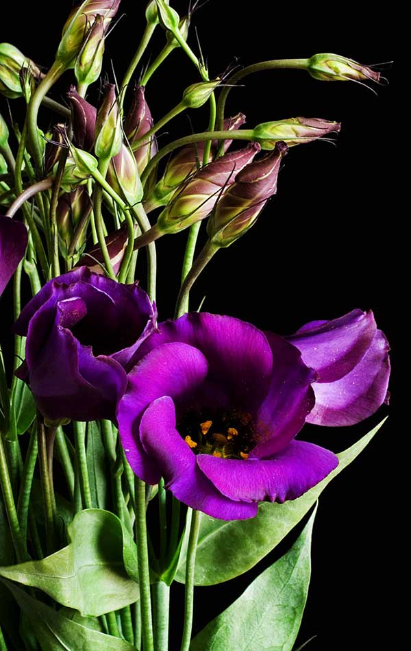 flor roxa