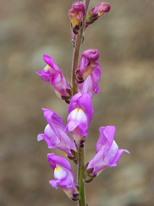 cor rosa