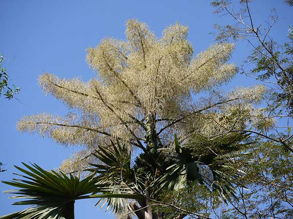 Palmeira de flores grnades