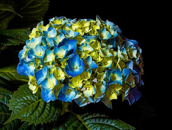 plantas grandes
