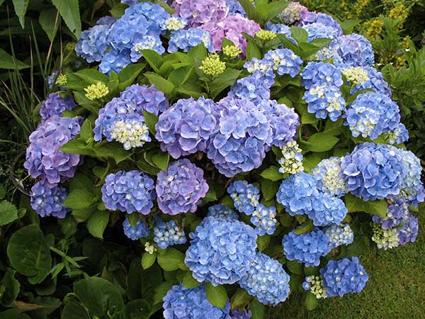 grandes flores
