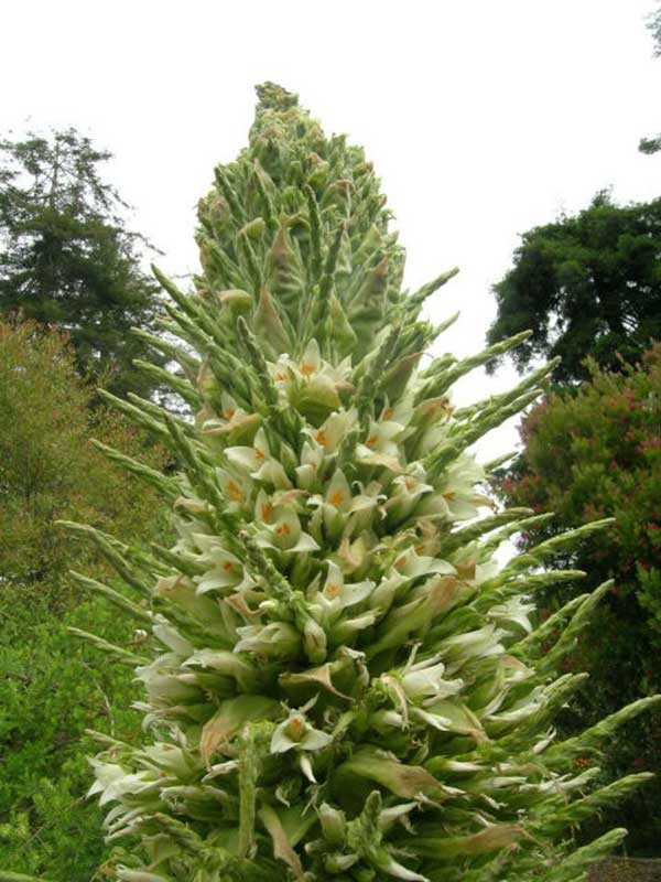 Na floresta